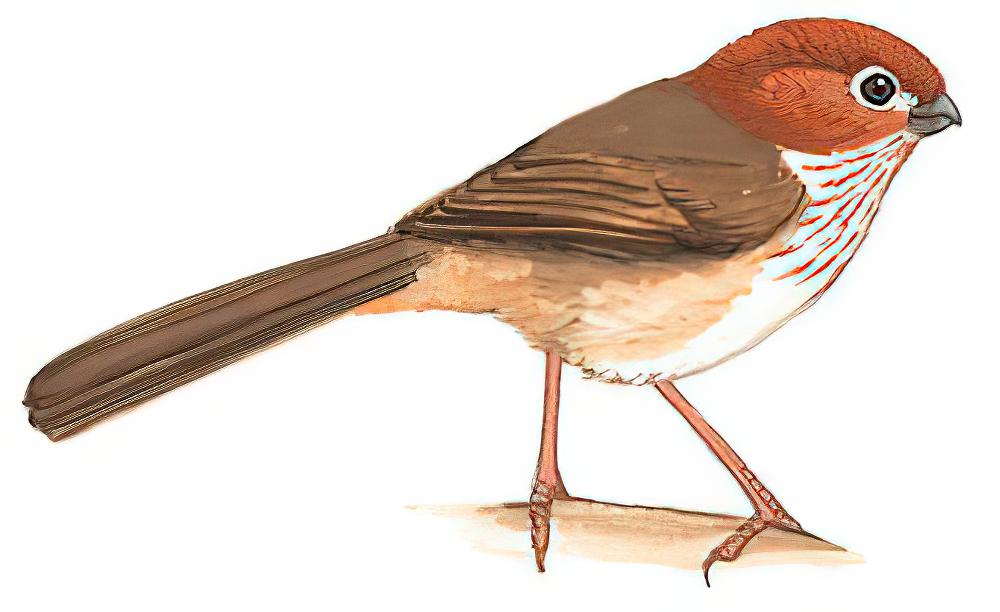 褐翅鸦雀 / Brown-winged Parrotbill / Sinosuthora brunnea