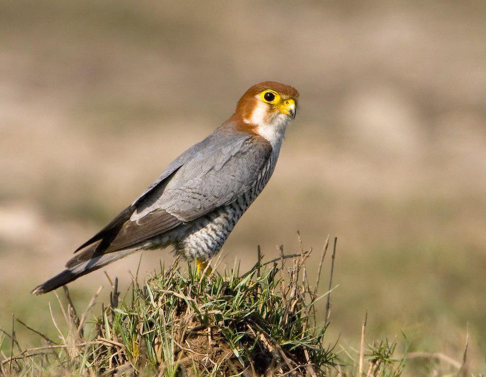 红头隼 / Red-necked Falcon / Falco chicquera