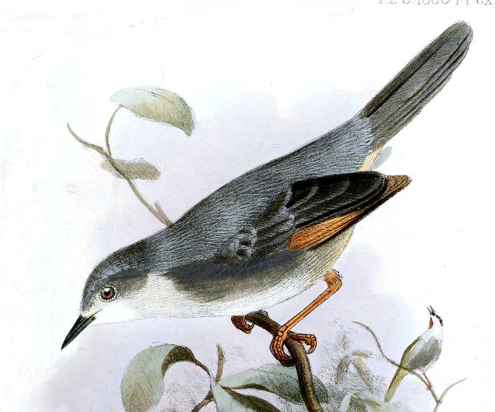 红翅灰莺 / Red-winged Grey Warbler / Drymocichla incana