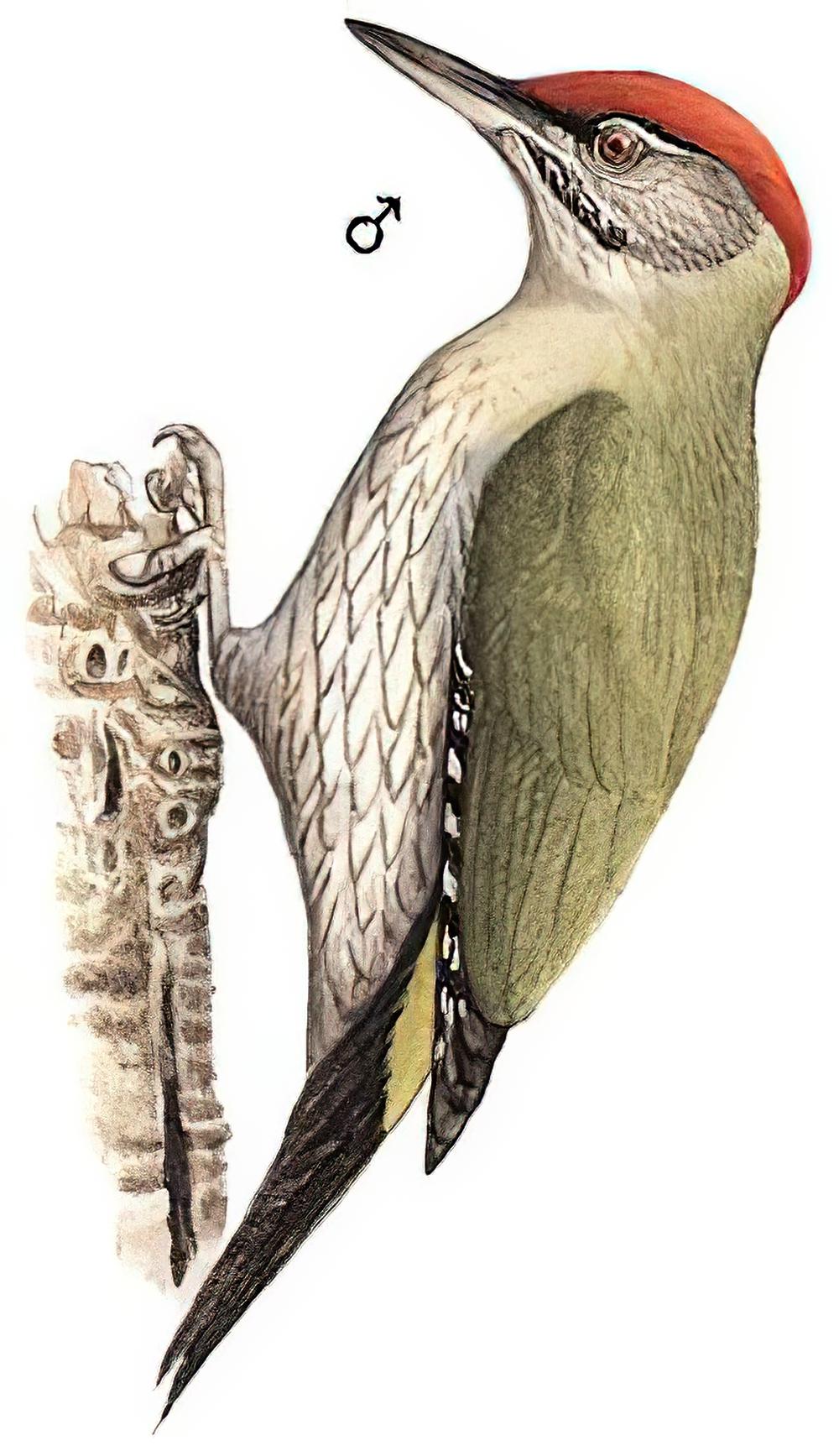 鳞喉绿啄木鸟 / Streak-throated Woodpecker / Picus xanthopygaeus