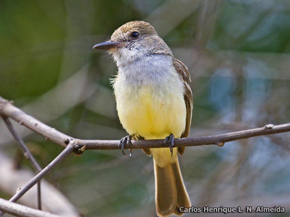 斯氏蝇霸鹟 / Swainson\'s Flycatcher / Myiarchus swainsoni