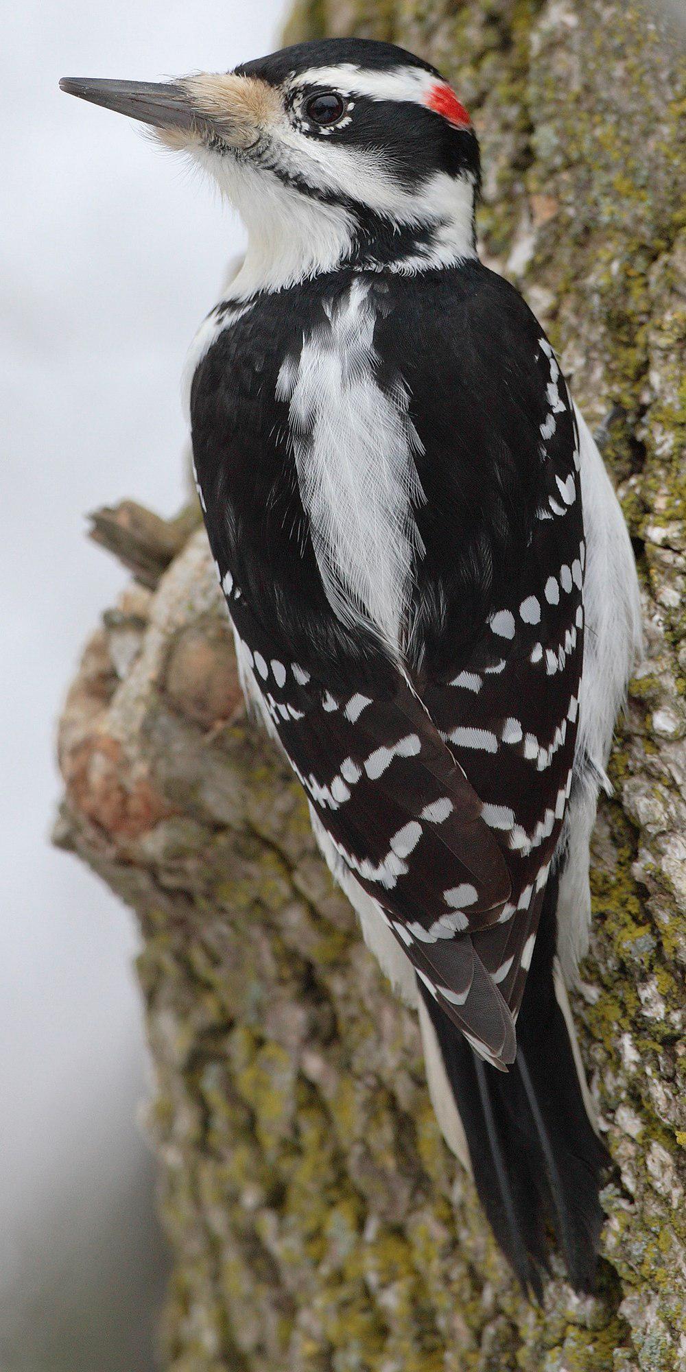 长嘴啄木鸟 / Hairy Woodpecker / Leuconotopicus villosus