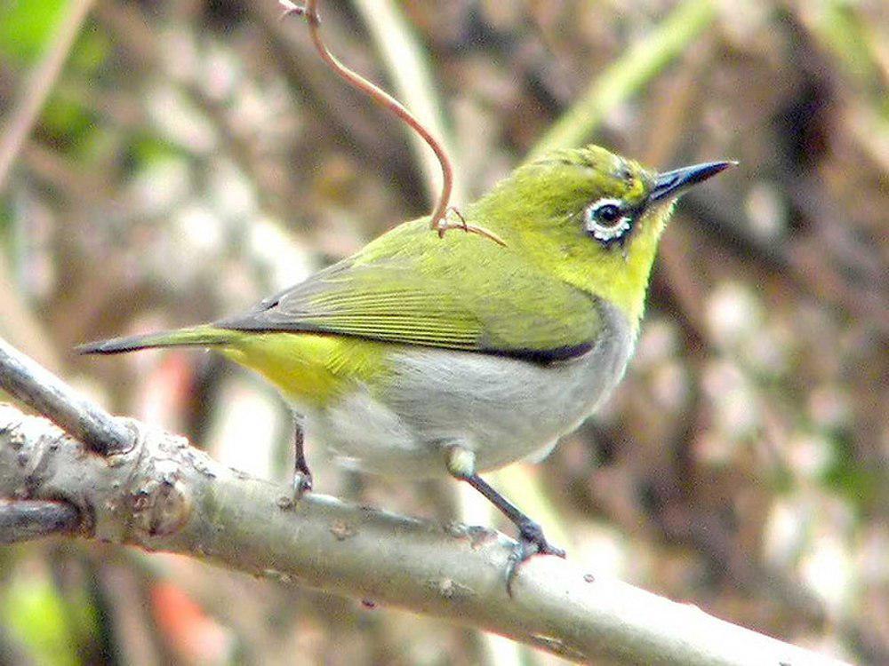 恩加绣眼鸟 / Enggano White-eye / Zosterops salvadorii