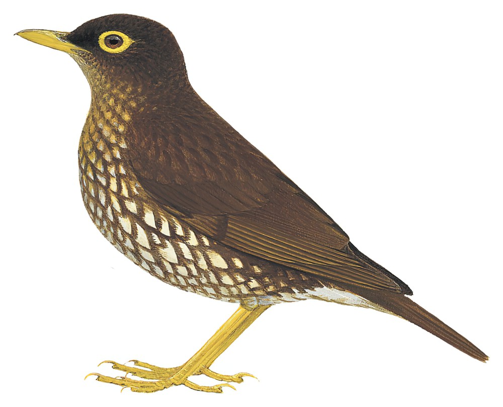 林鸫 / Forest Thrush / Turdus lherminieri