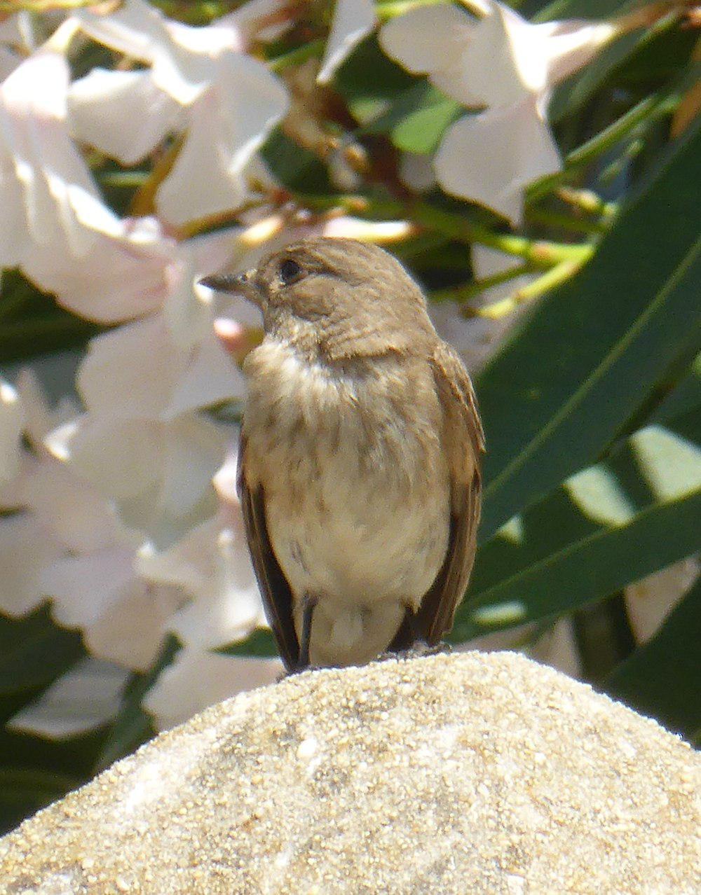 地中海斑鹟 / Mediterranean Flycatcher / Muscicapa tyrrhenica