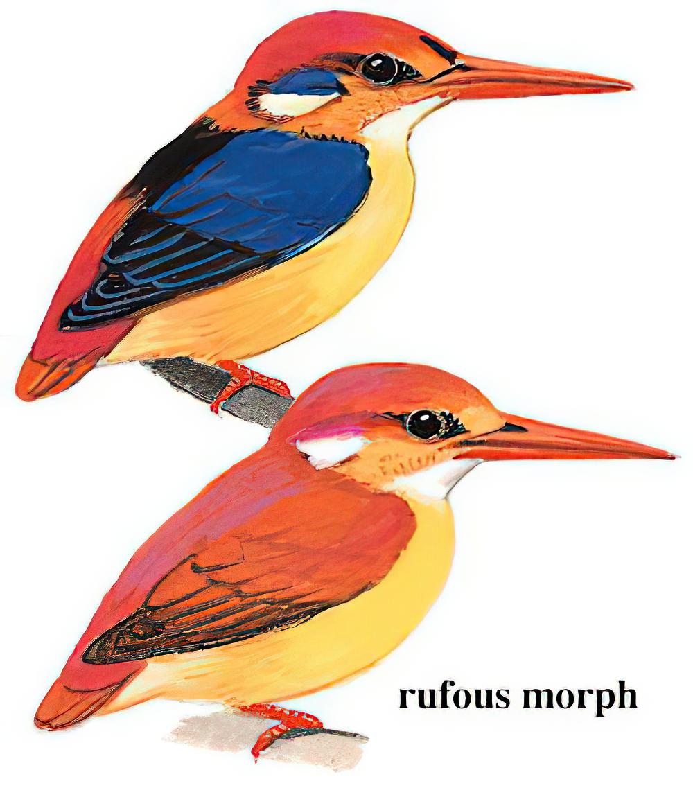 三趾翠鸟 / Oriental Dwarf Kingfisher / Ceyx erithaca