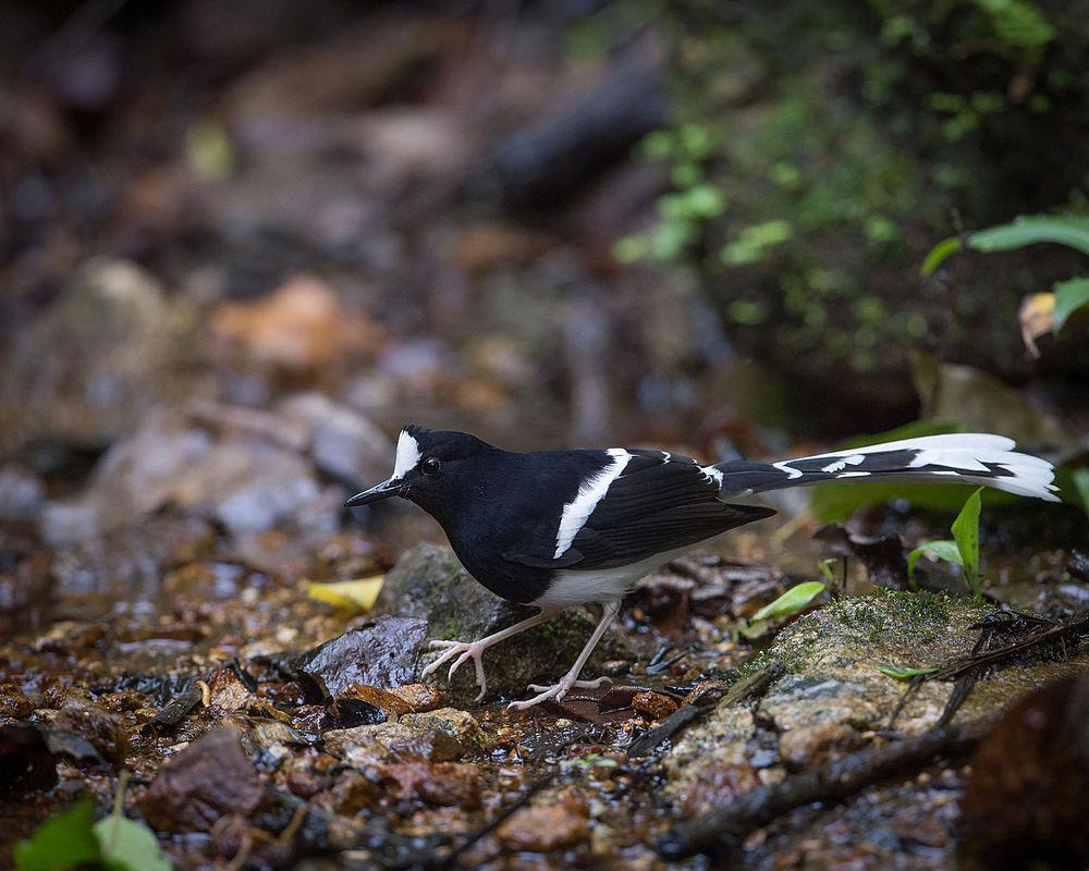 婆罗洲燕尾 / Bornean Forktail / Enicurus borneensis