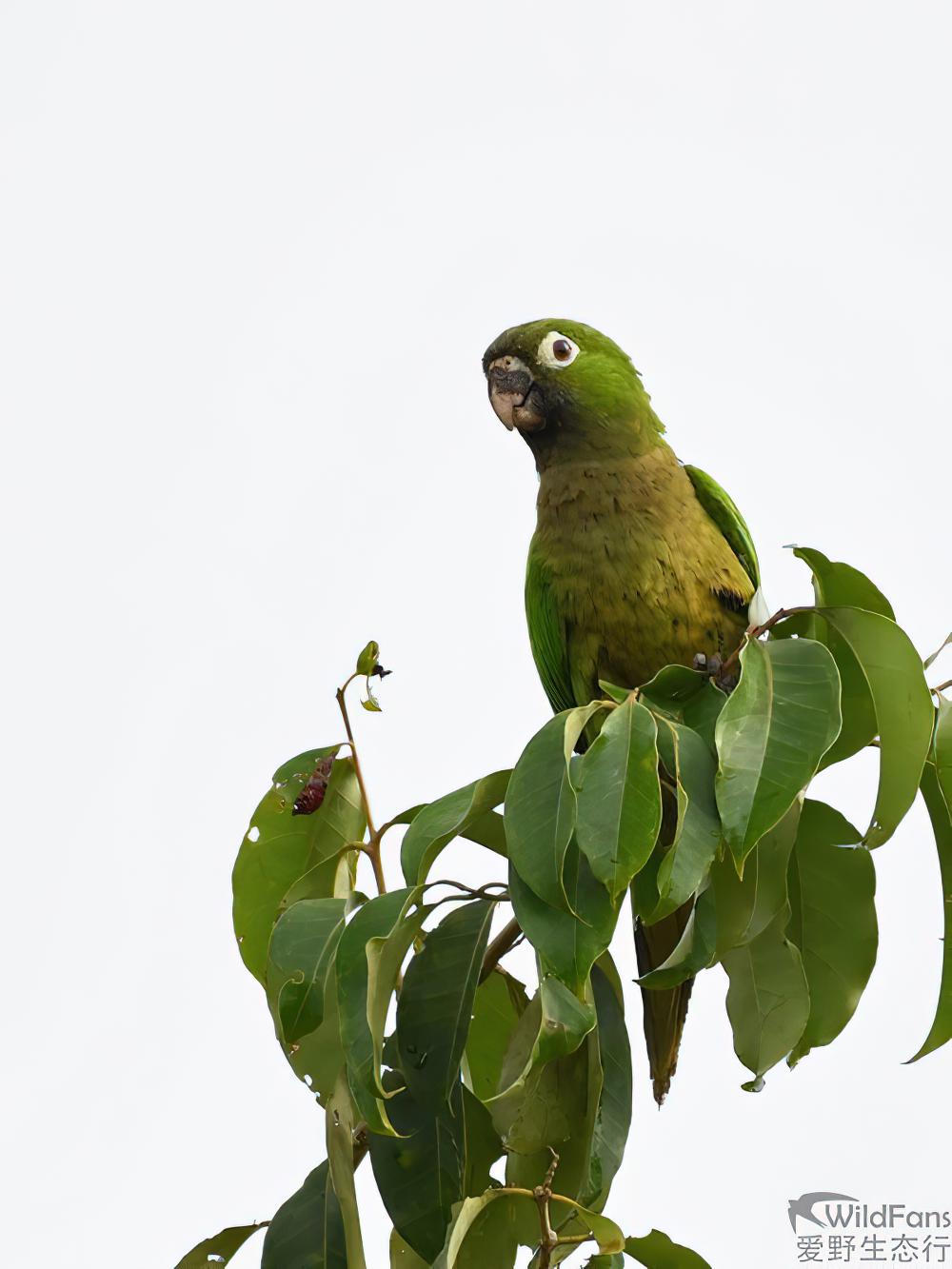 绿喉鹦哥 / Olive-throated Parakeet / Eupsittula nana