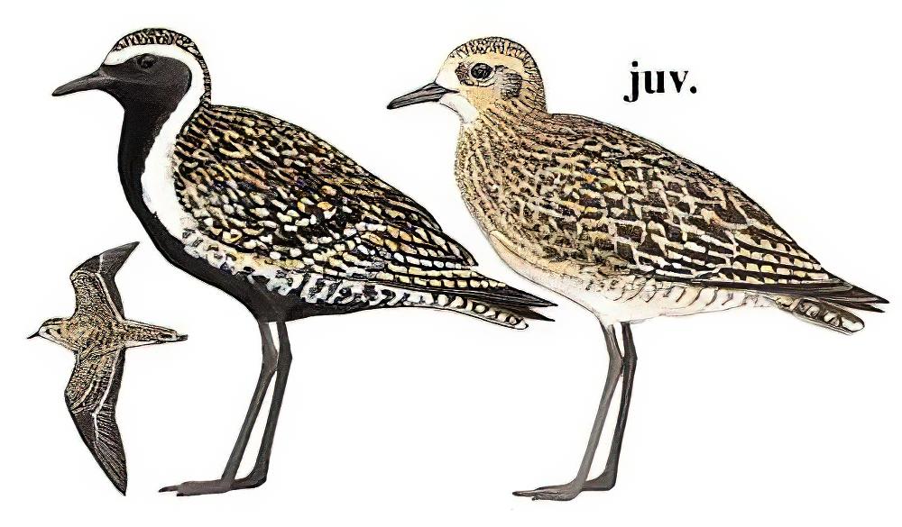 金斑鸻 / Pacific Golden Plover / Pluvialis fulva