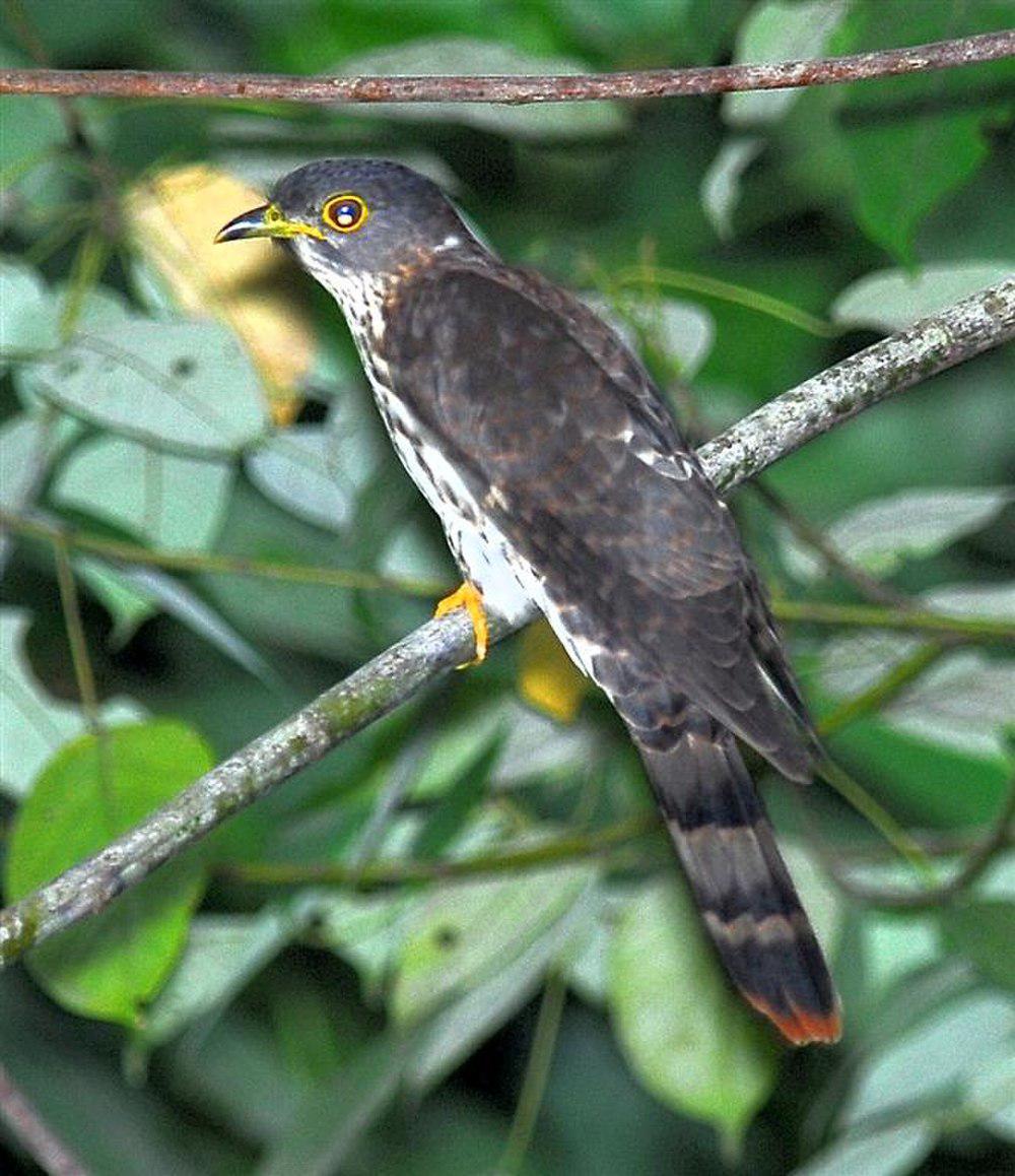 棕腹鹰鹃 / Malaysian Hawk-Cuckoo / Hierococcyx fugax