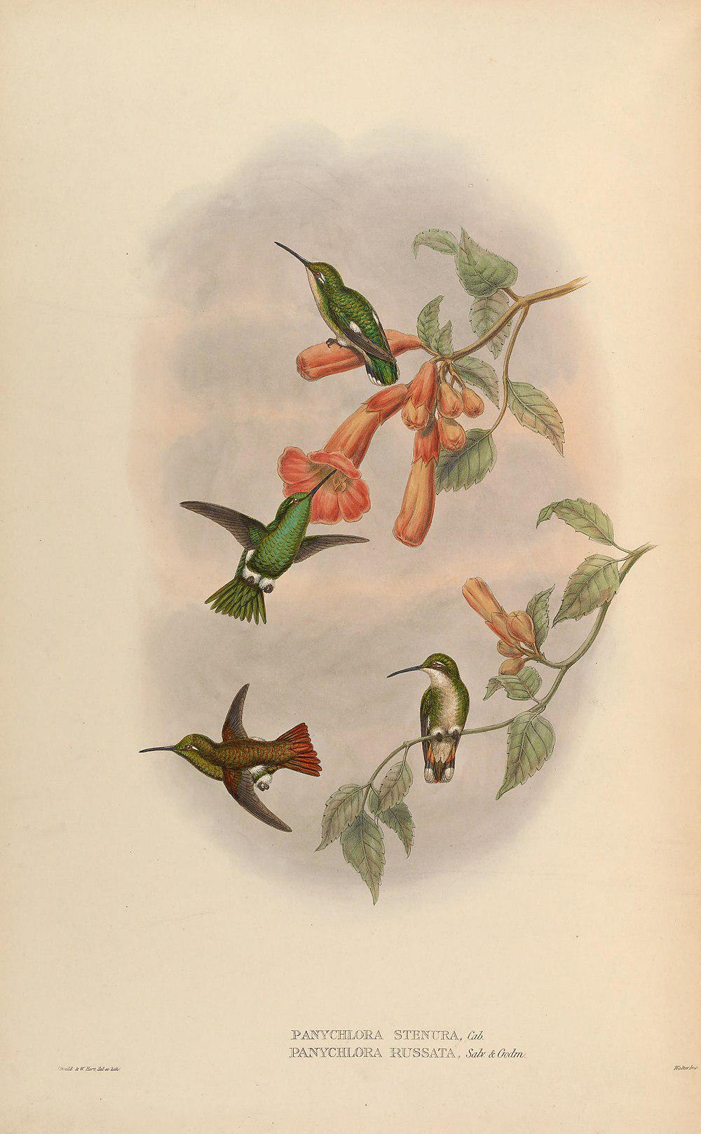 铜色翠蜂鸟 / Coppery Emerald / Chlorostilbon russatus