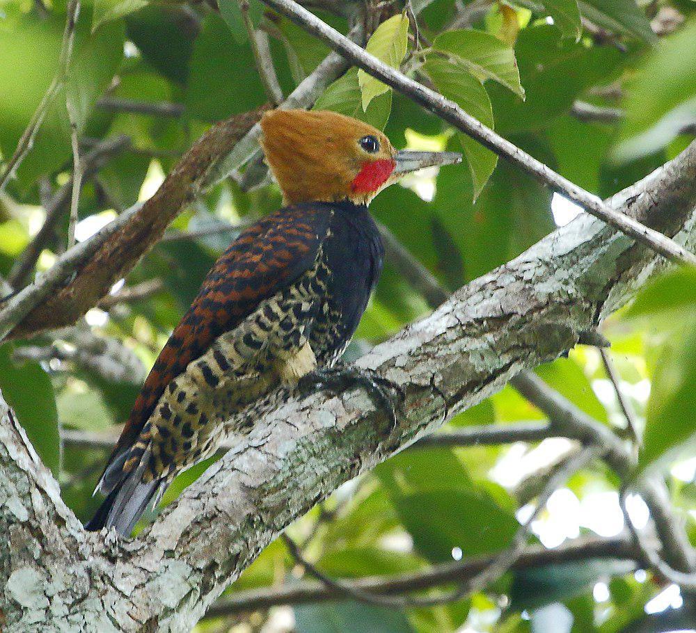 环颈啄木鸟 / Ringed Woodpecker / Celeus torquatus