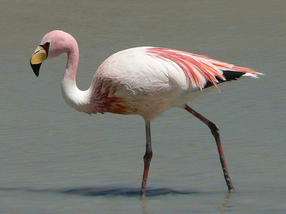 秘鲁红鹳 / James\'s Flamingo / Phoenicoparrus jamesi