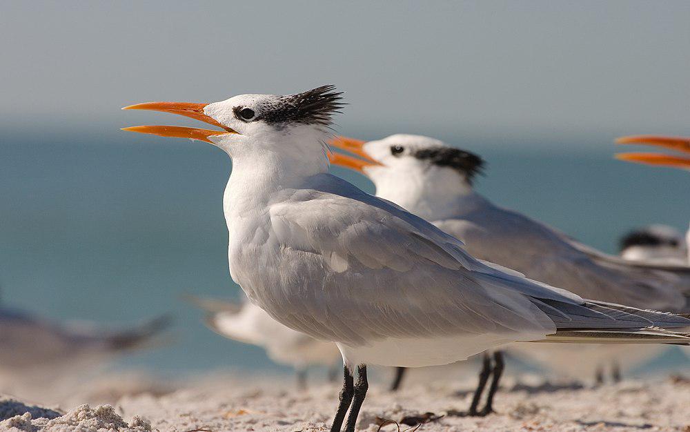 橙嘴凤头燕鸥 / Royal Tern / Thalasseus maximus