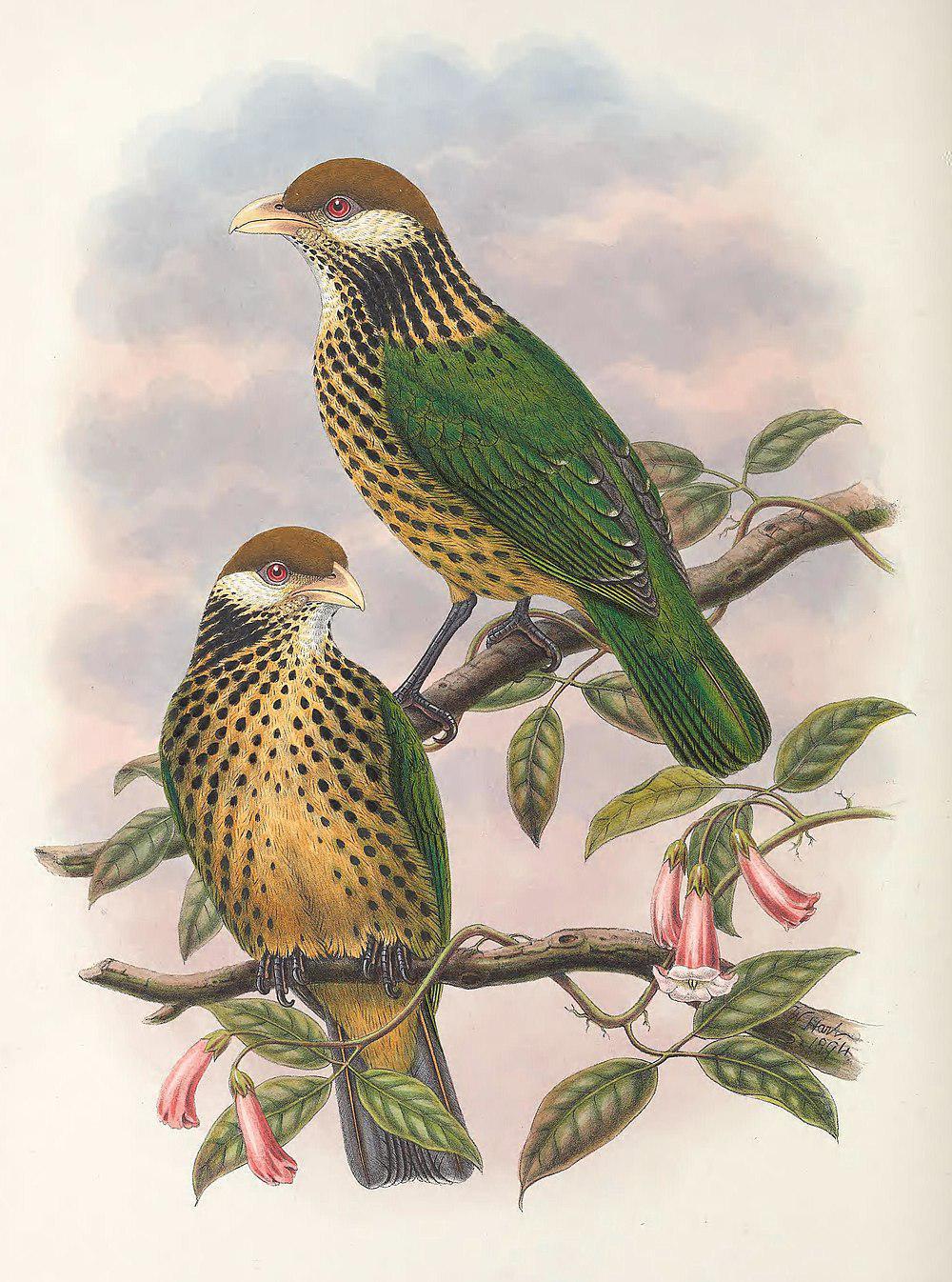 褐冠园丁鸟 / Tan-capped Catbird / Ailuroedus geislerorum