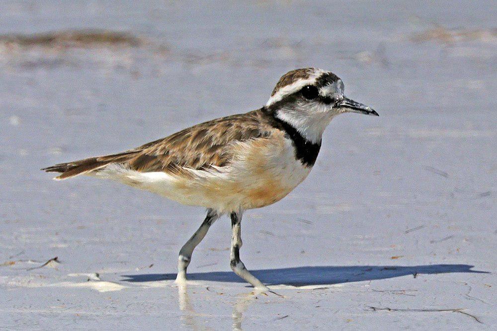 黑斑沙鸻 / Madagascan Plover / Charadrius thoracicus