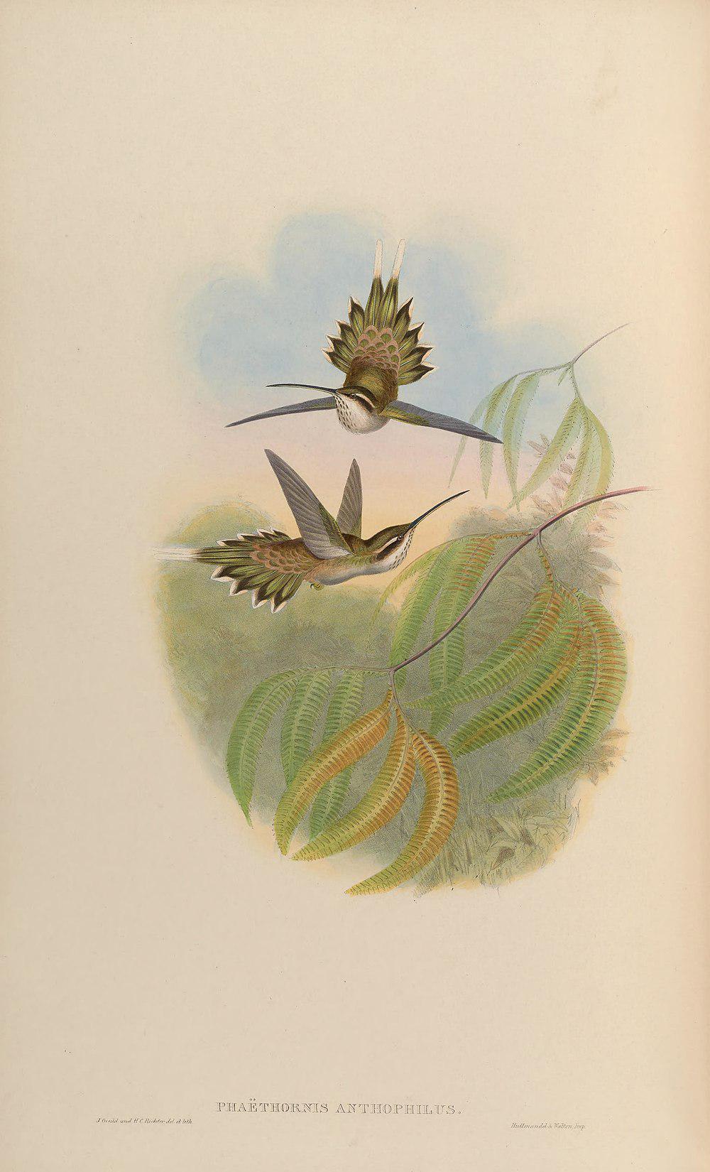 淡腹隐蜂鸟 / Pale-bellied Hermit / Phaethornis anthophilus