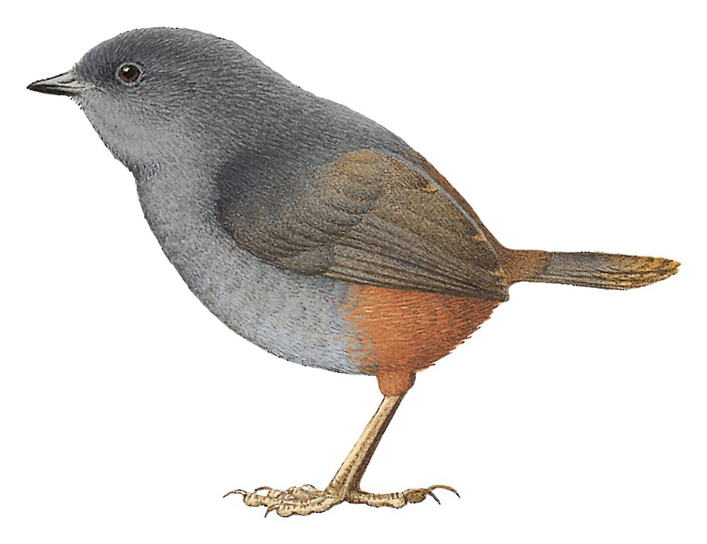 维尔窜鸟 / Vilcabamba Tapaculo / Scytalopus urubambae