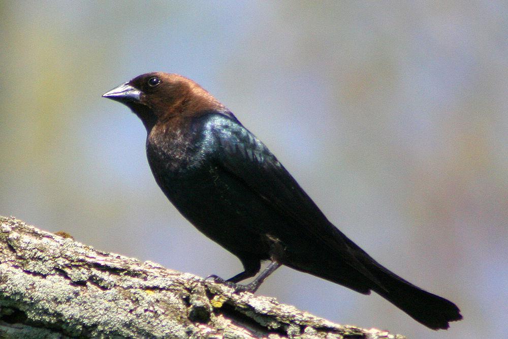 褐头牛鹂 / Brown-headed Cowbird / Molothrus ater