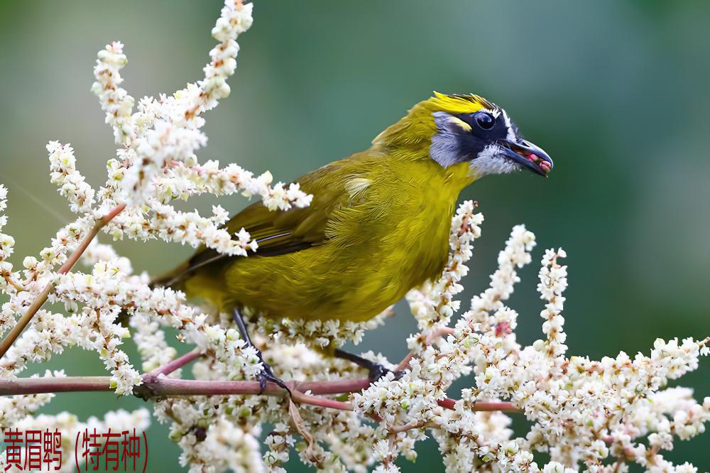 黄耳鹎 / Yellow-eared Bulbul / Pycnonotus penicillatus