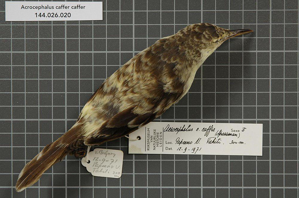 长嘴苇莺 / Tahiti Reed Warbler / Acrocephalus caffer
