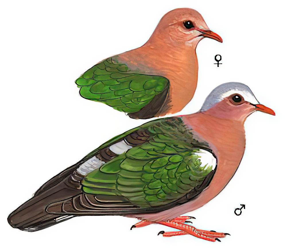 绿翅金鸠 / Common Emerald Dove / Chalcophaps indica