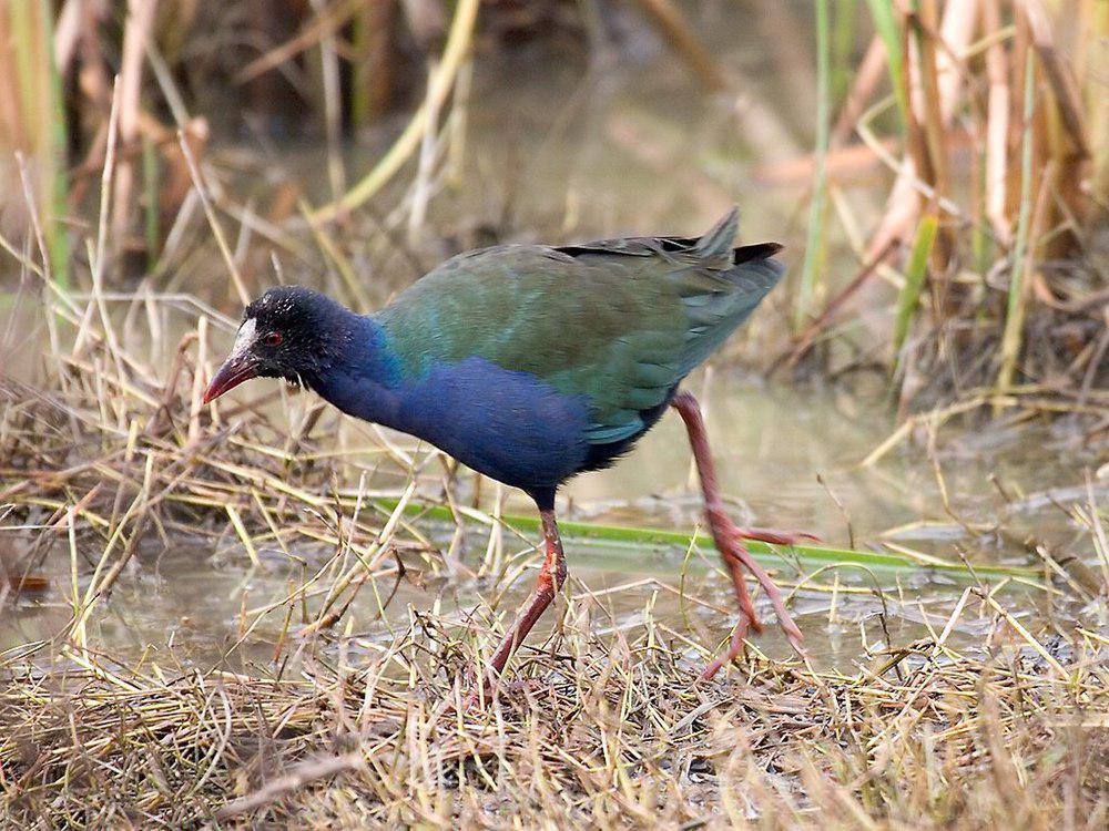 辉青水鸡 / Allen\'s Gallinule / Porphyrio alleni