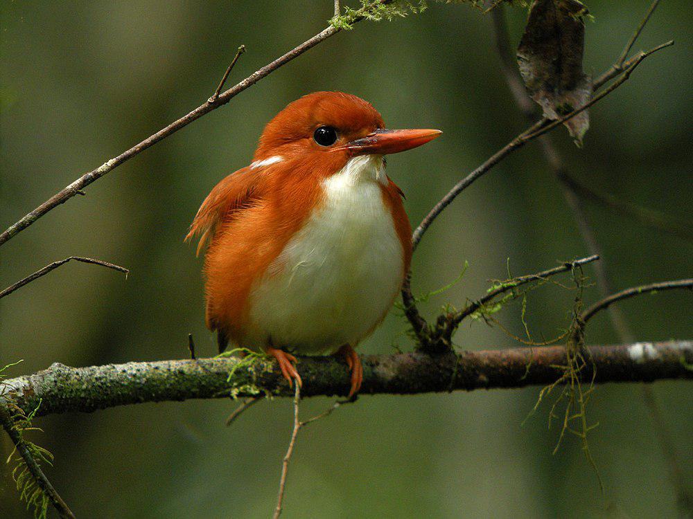 马岛小翠鸟 / Madagascan Pygmy Kingfisher / Corythornis madagascariensis