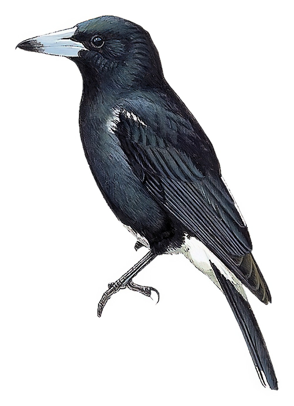 白腰钟鹊 / Tagula Butcherbird / Cracticus louisiadensis