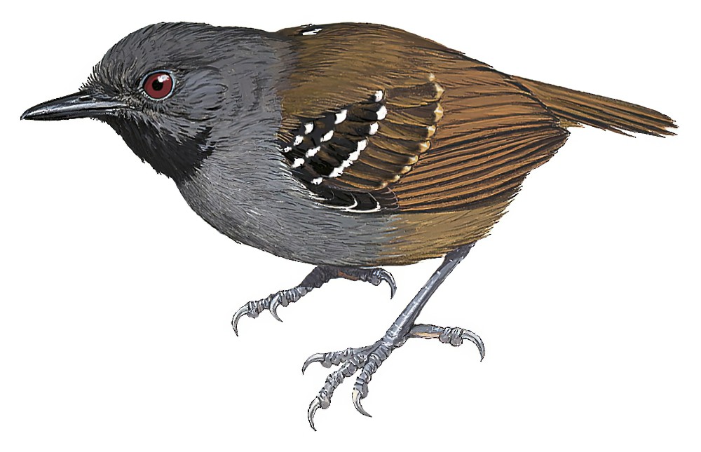 马格达莱纳蚁鸟 / Magdalena Antbird / Sipia palliata