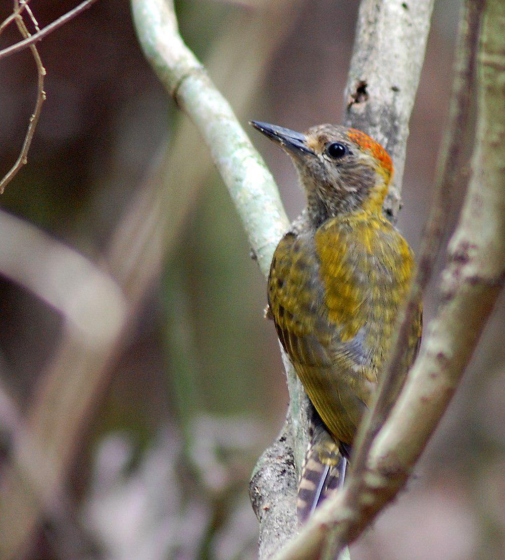 黄耳啄木鸟 / Yellow-eared Woodpecker / Veniliornis maculifrons