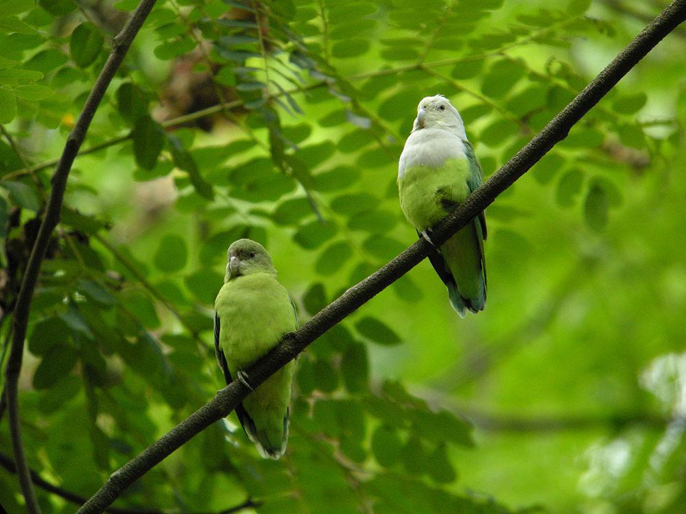 灰头牡丹鹦鹉 / Grey-headed Lovebird / Agapornis canus