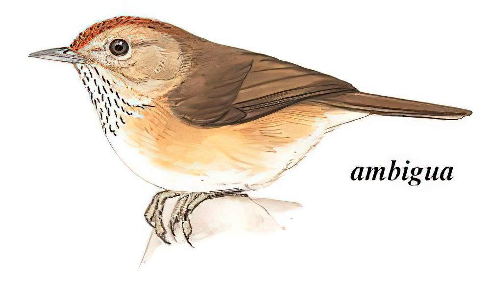 黄喉穗鹛 / Buff-chested Babbler / Cyanoderma ambiguum
