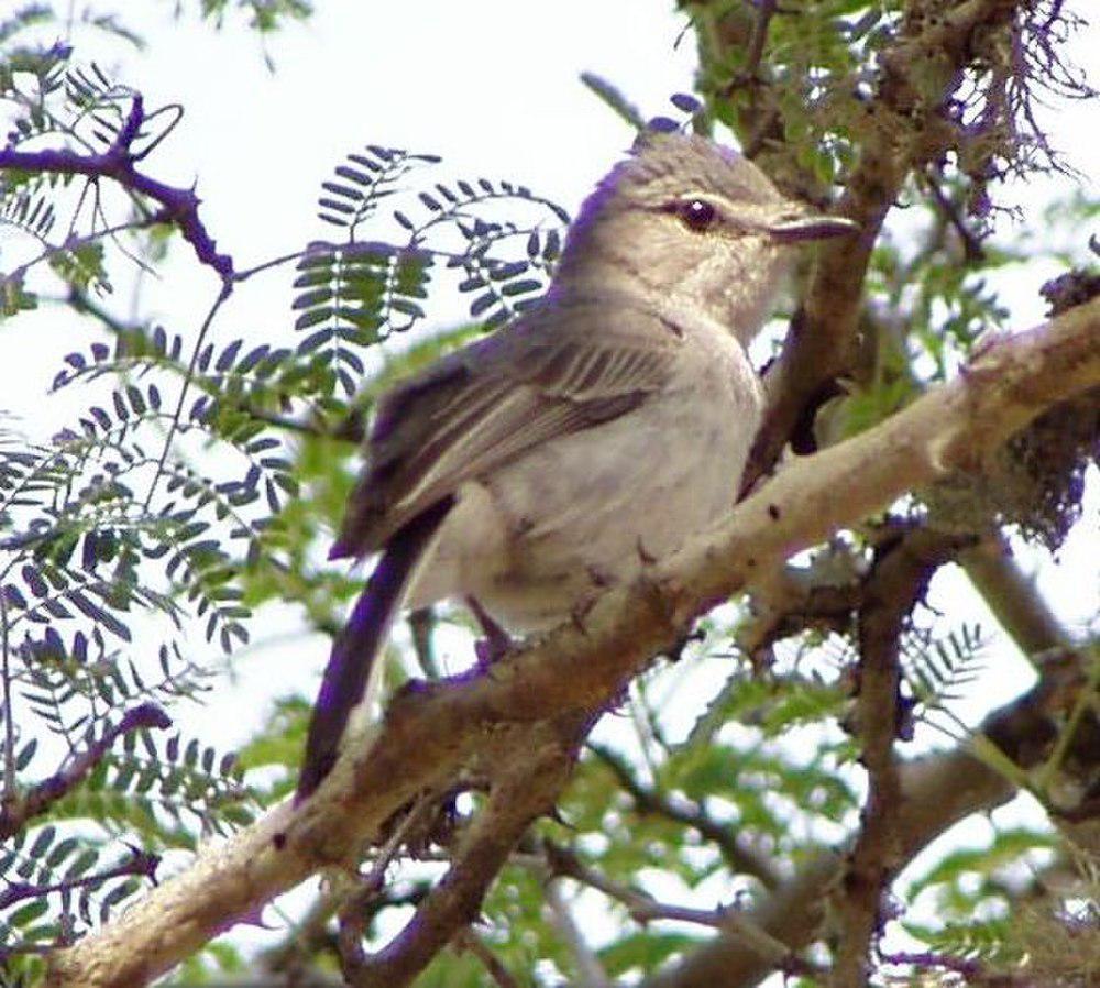 灰雀鹟 / Grey Tit-Flycatcher / Myioparus plumbeus