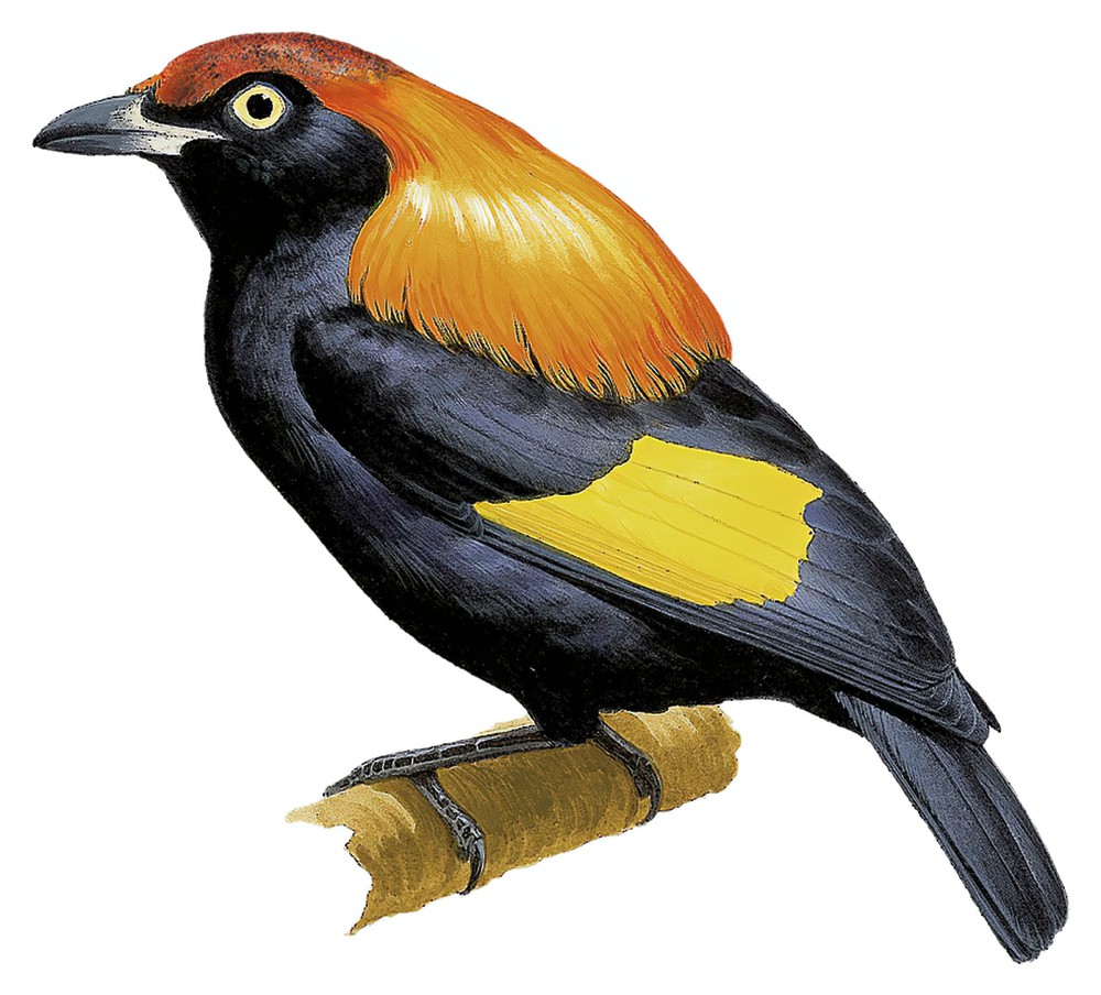 贝氏辉亭鸟 / Fire-maned Bowerbird / Sericulus bakeri