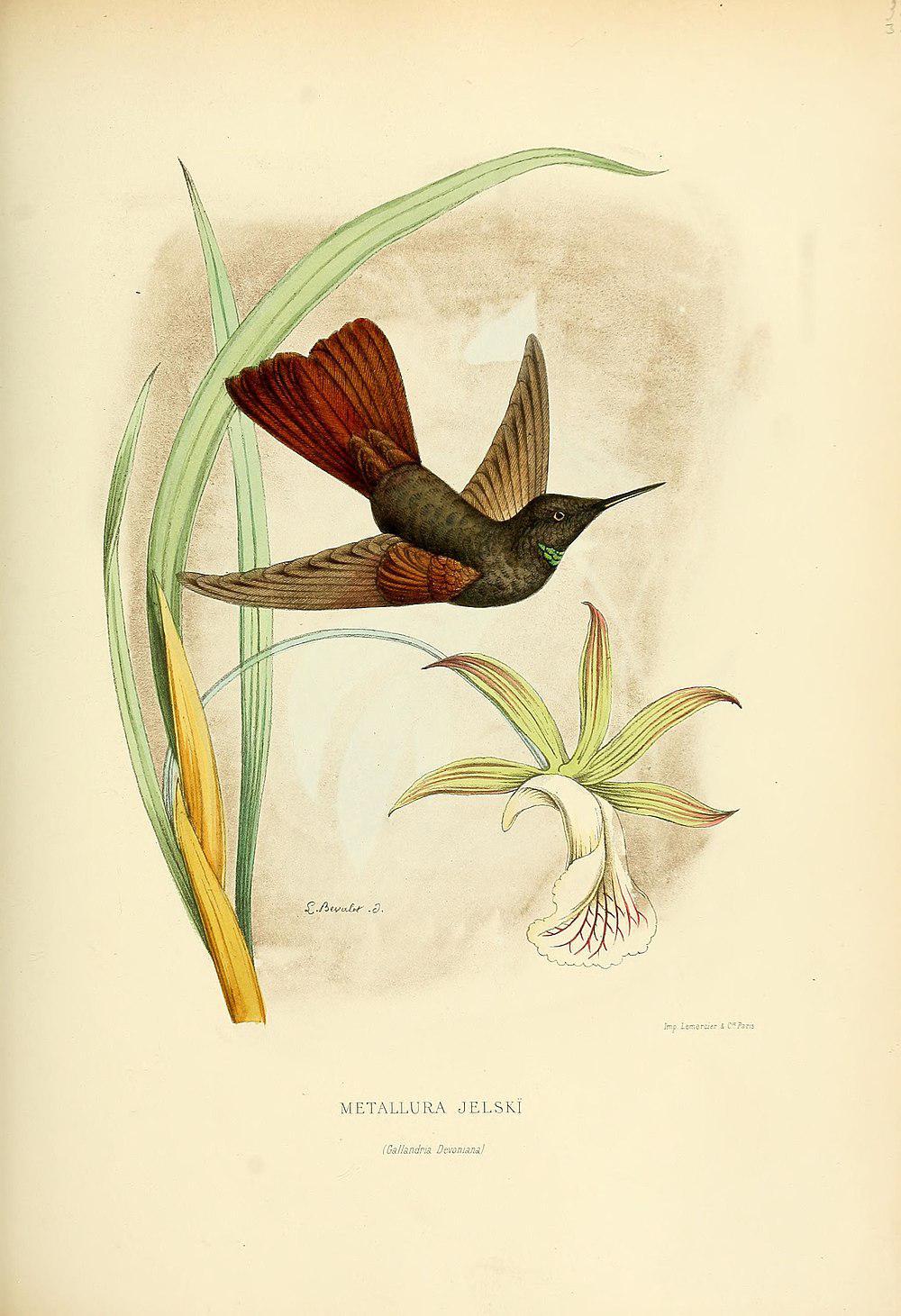 黑辉尾蜂鸟 / Black Metaltail / Metallura phoebe