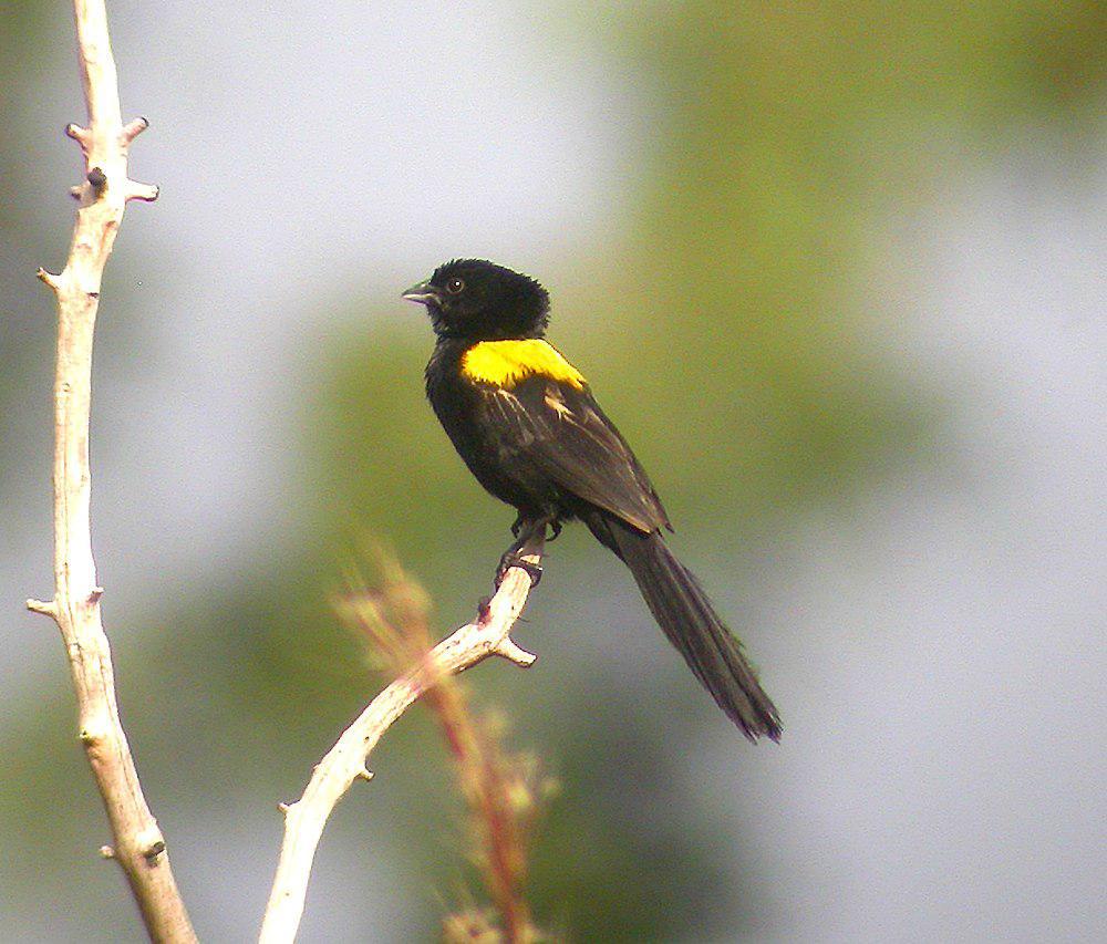黄肩巧织雀 / Yellow-mantled Widowbird / Euplectes macroura