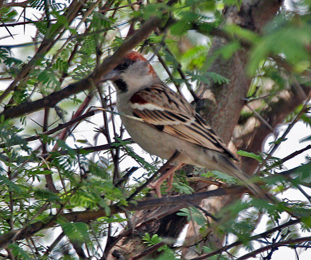 丛林麻雀 / Sind Sparrow / Passer pyrrhonotus