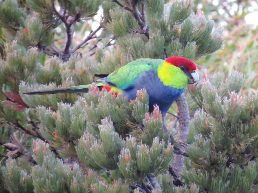 红顶鹦鹉 / Red-capped Parrot / Purpureicephalus spurius