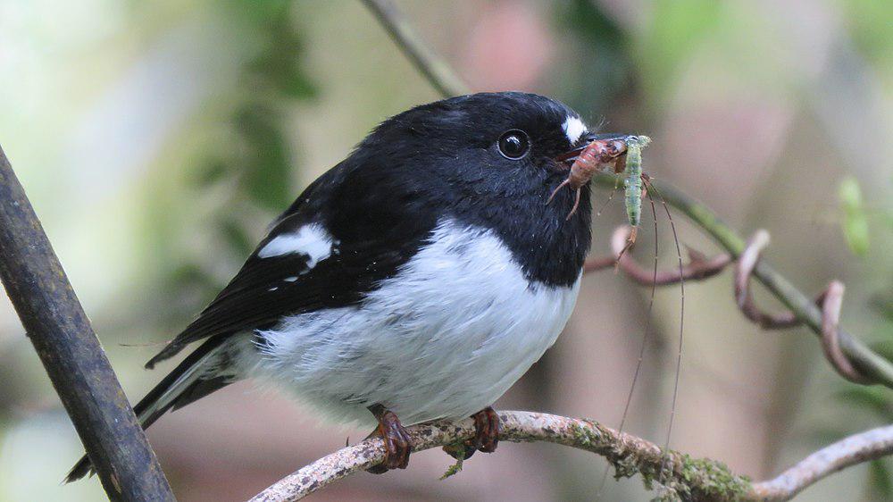 雀鸲鹟 / Tomtit / Petroica macrocephala