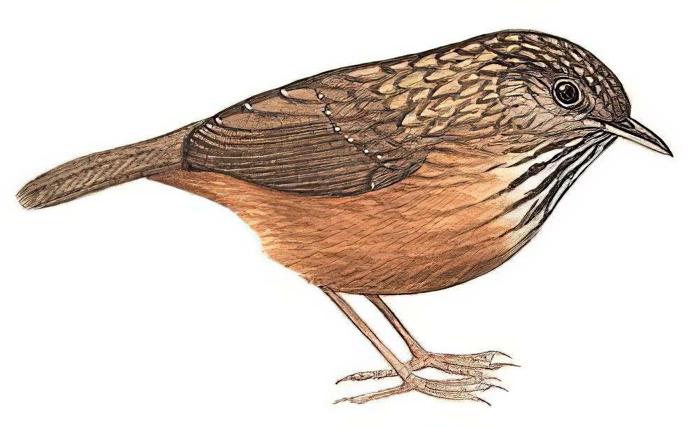 短尾鹪鹛 / Streaked Wren-Babbler / Gypsophila brevicaudata