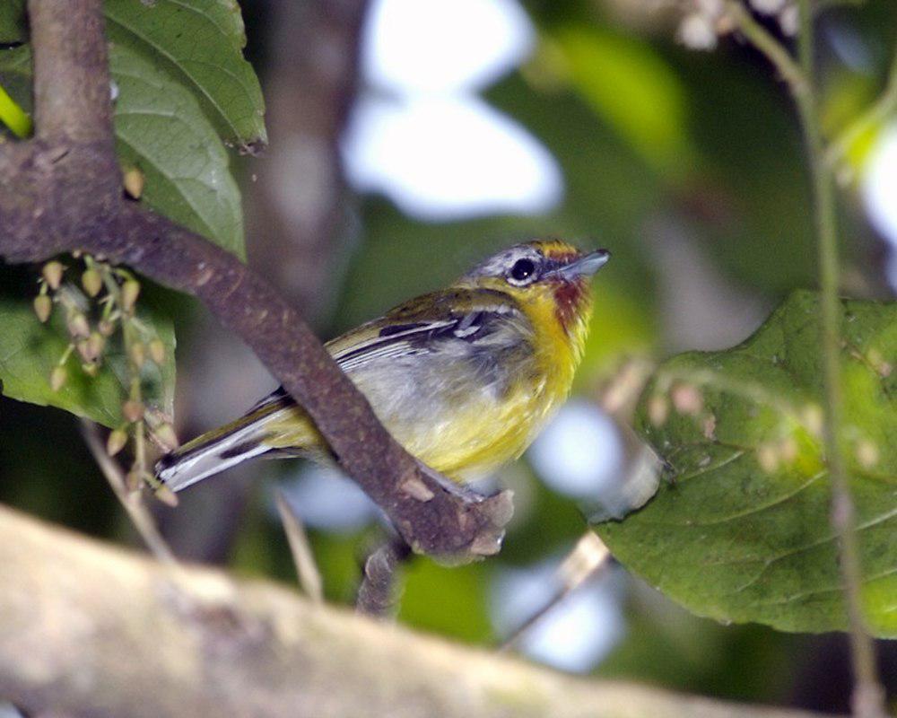 颤声栗额鵙鹛 / Trilling Shrike-babbler / Pteruthius aenobarbus