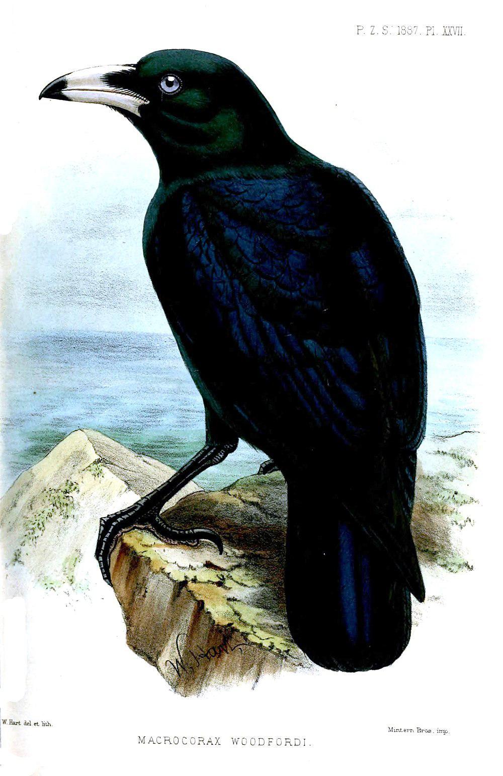 白嘴乌鸦 / White-billed Crow / Corvus woodfordi