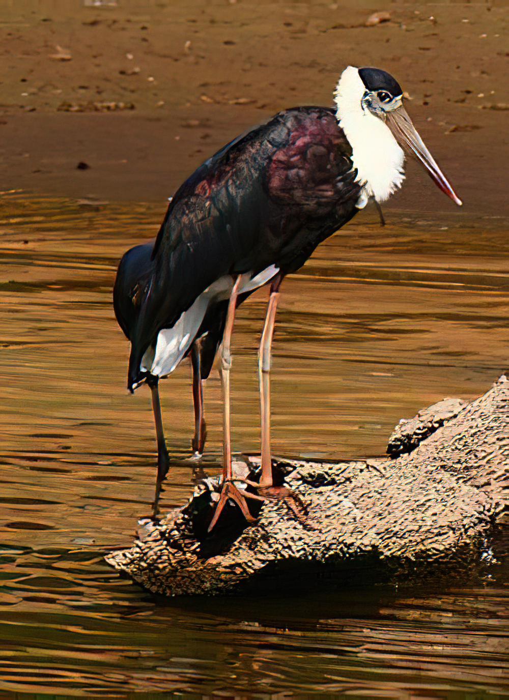 白颈鹳 / Woolly-necked Stork / Ciconia episcopus