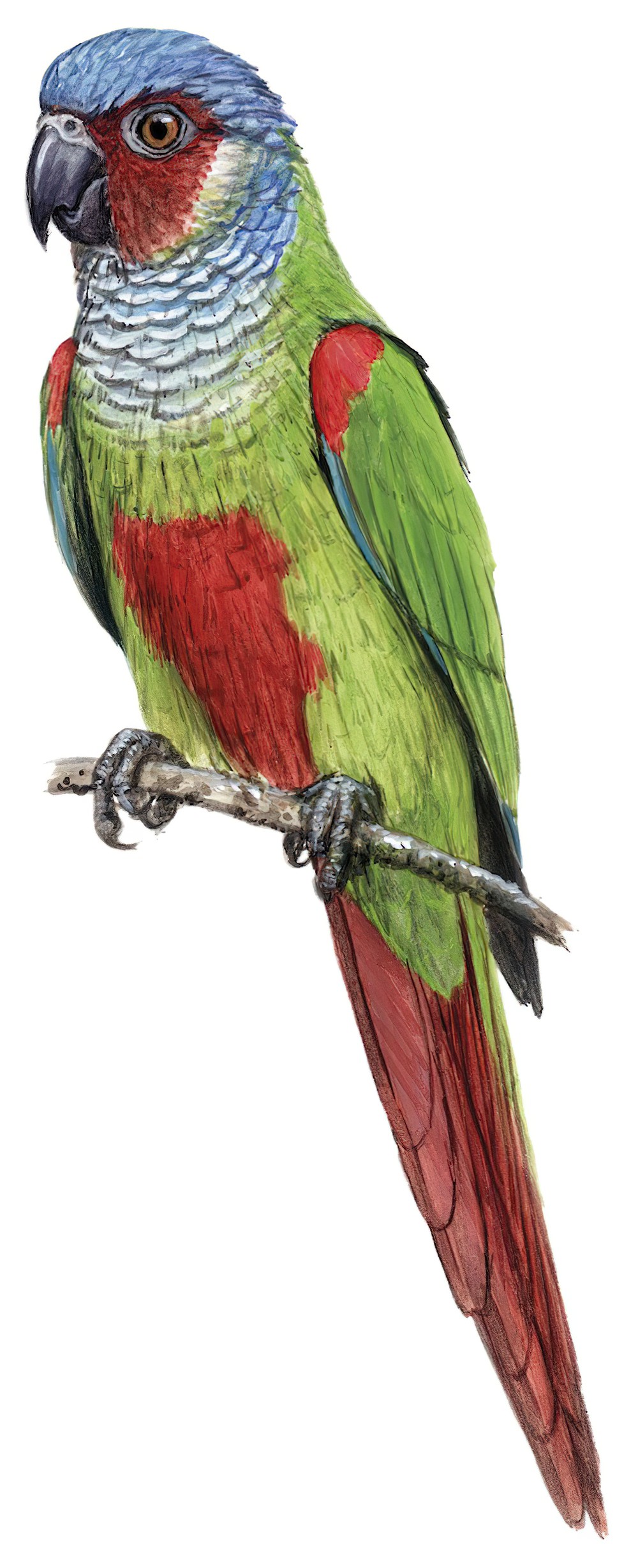 普氏鹦哥 / Pfrimer's Parakeet / Pyrrhura pfrimeri