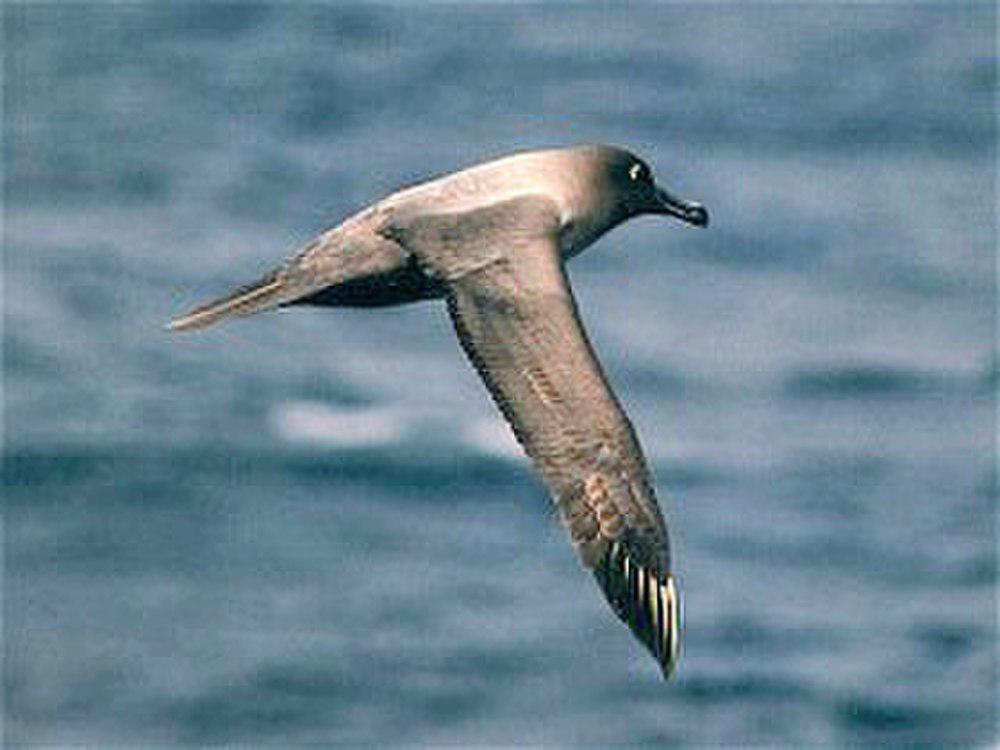 灰背信天翁 / Light-mantled Albatross / Phoebetria palpebrata