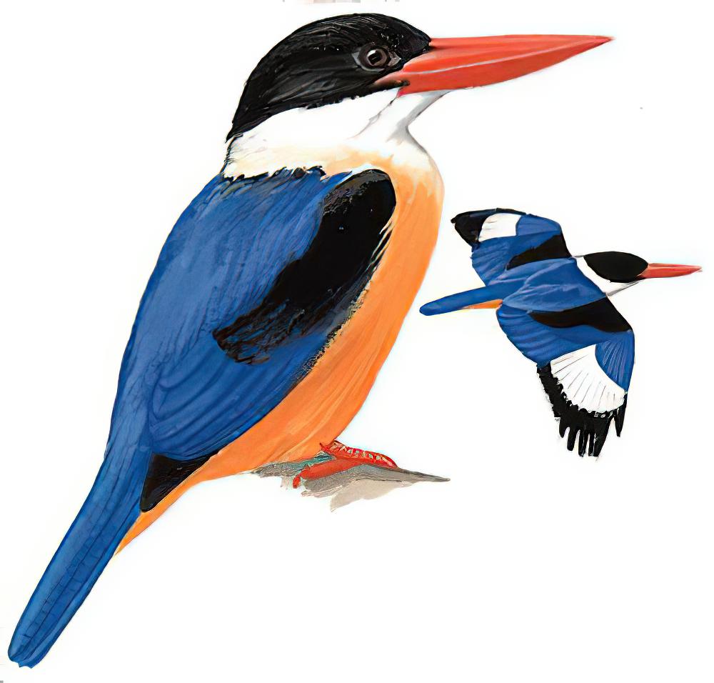 蓝翡翠 / Black-capped Kingfisher / Halcyon pileata