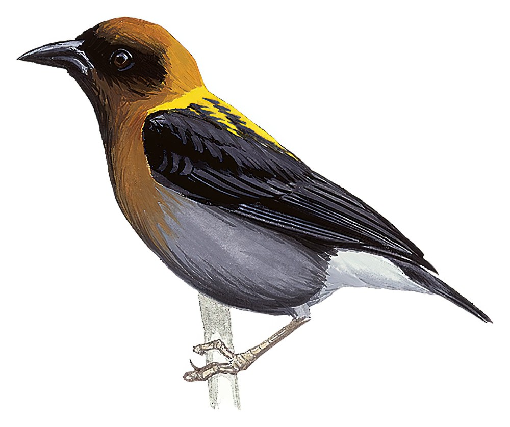 金枕织雀 / Golden-naped Weaver / Ploceus aureonucha