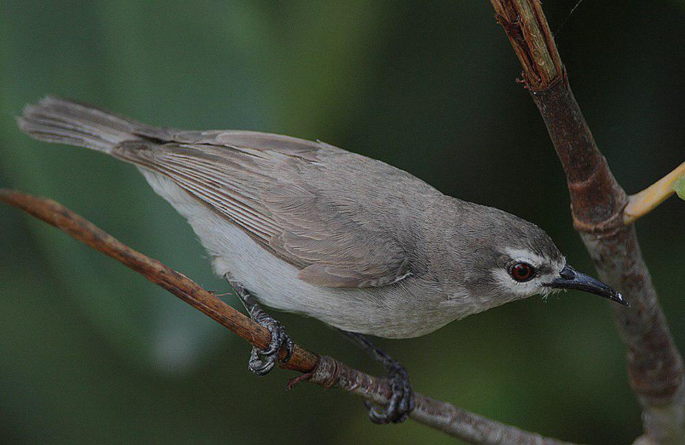 灰褐食蜜鸟 / Mangrove Sunbird / Anthreptes gabonicus
