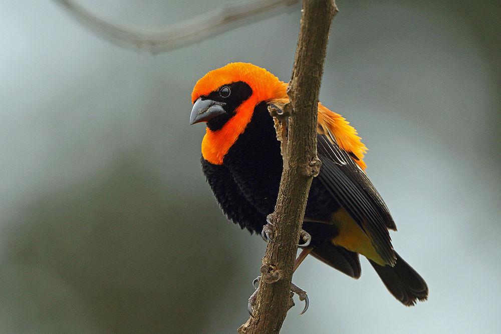 黑翅巧织雀 / Black-winged Red Bishop / Euplectes hordeaceus